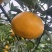 现货四川春见柑桔耙耙柑代发存量大品质优良