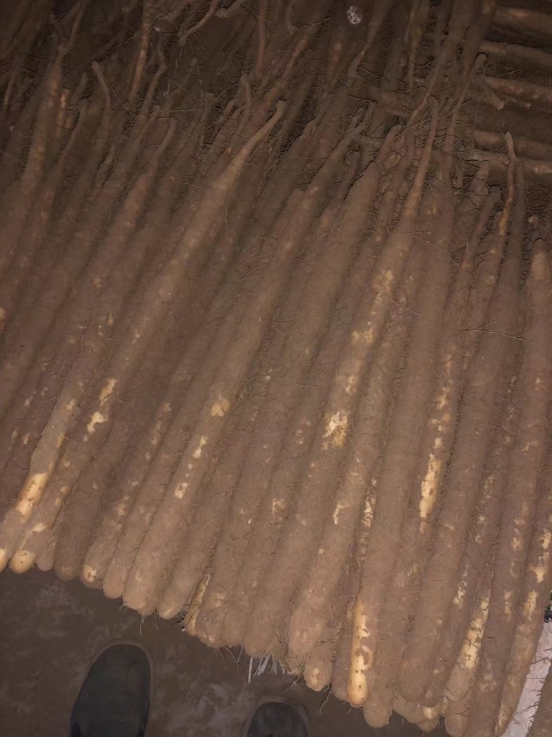小白嘴山药河北产区直发保质保量供货发货全国