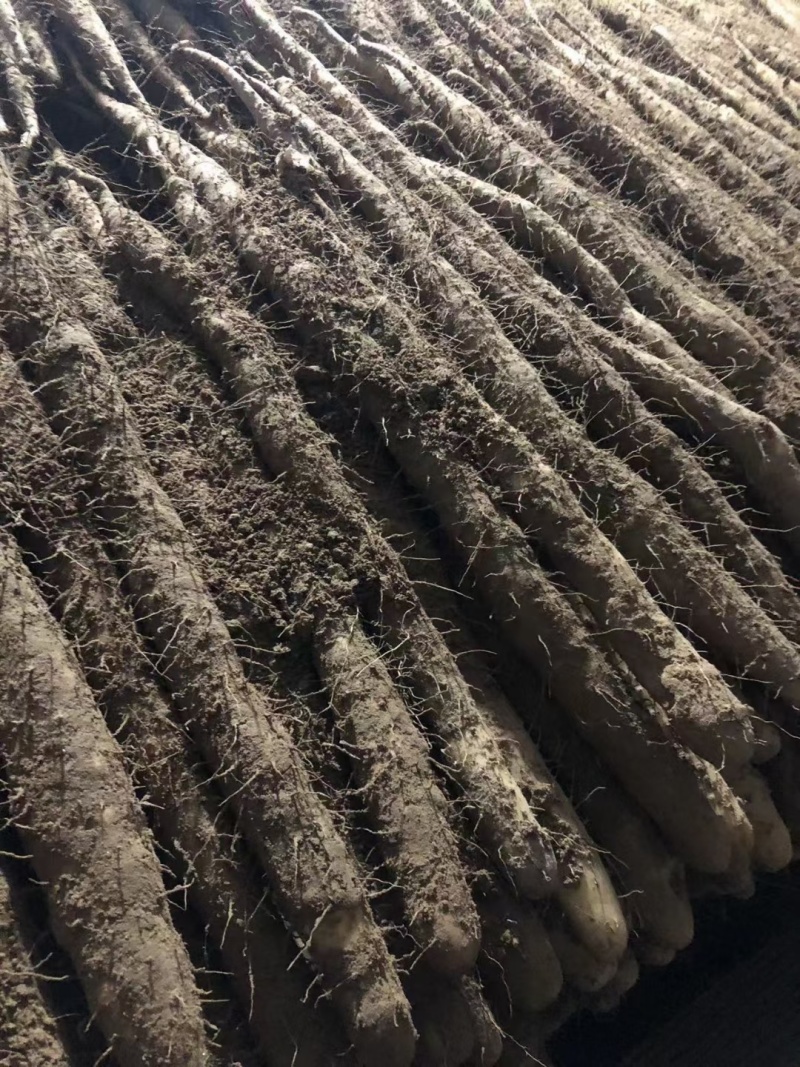 小白嘴山药河北产区直发保质保量供货发货全国
