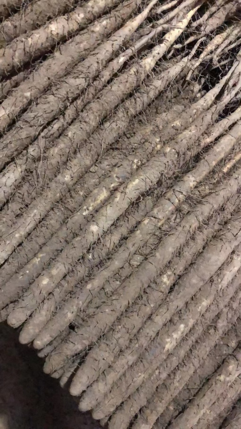 小白嘴山药河北产区直发保质保量供货发货全国