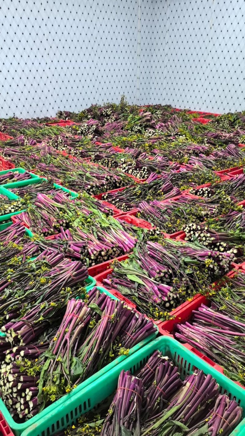 湖北新鲜红菜苔，农家自种菜苔新鲜蔬菜红菜苔