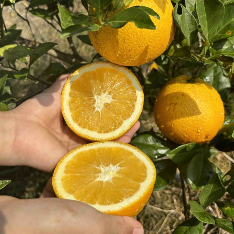 蜜香脐橙
