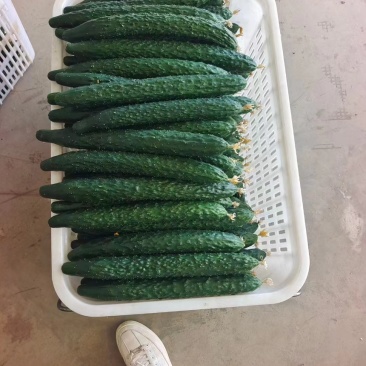 黄瓜