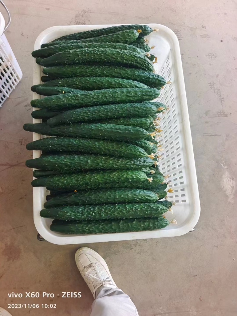 黄瓜