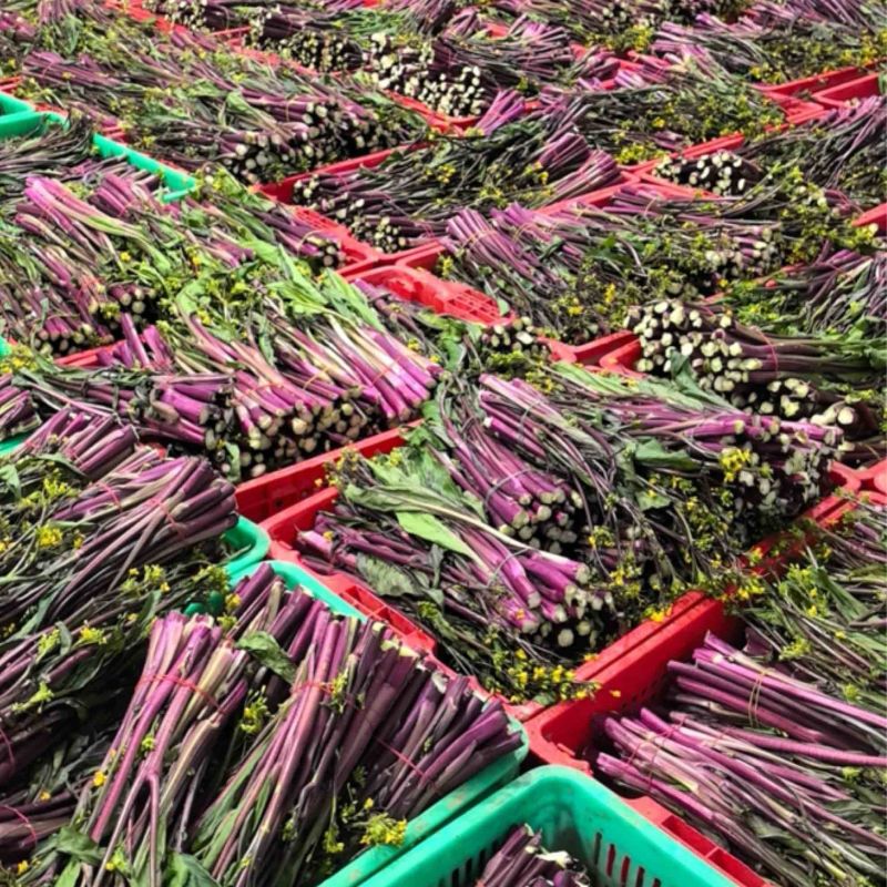湖北新鲜红菜苔，农家自种菜苔新鲜蔬菜红菜苔