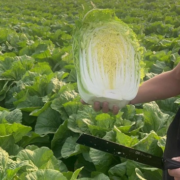 黄心大白菜