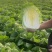 黄心大白菜