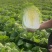 黄心大白菜