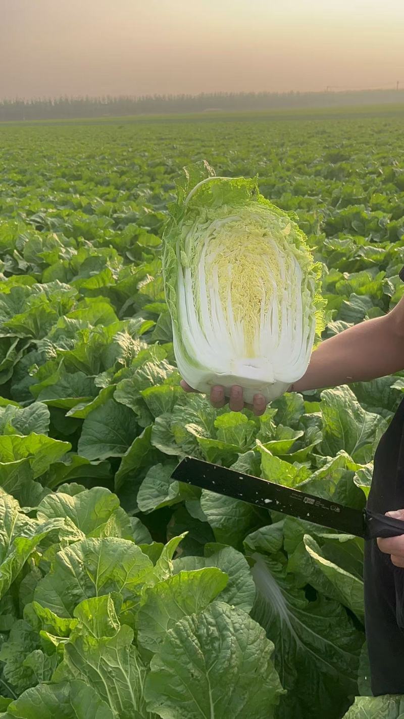 黄心大白菜