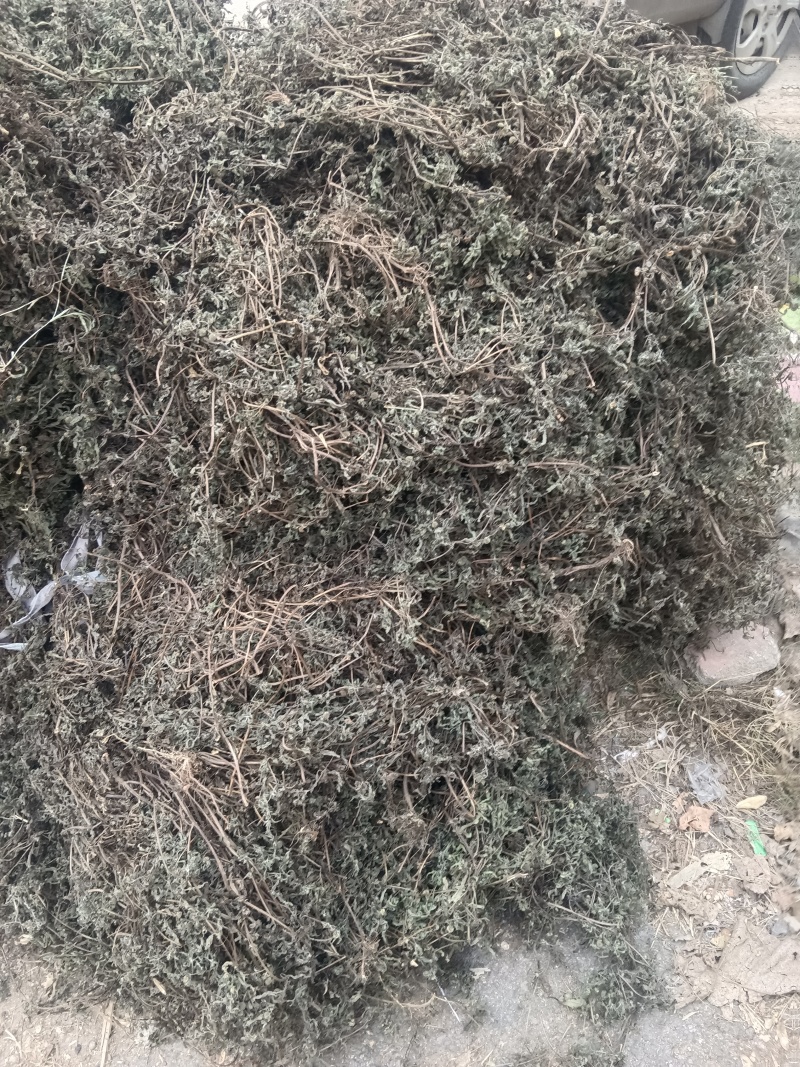 墨旱莲山东临沂联系电话***********