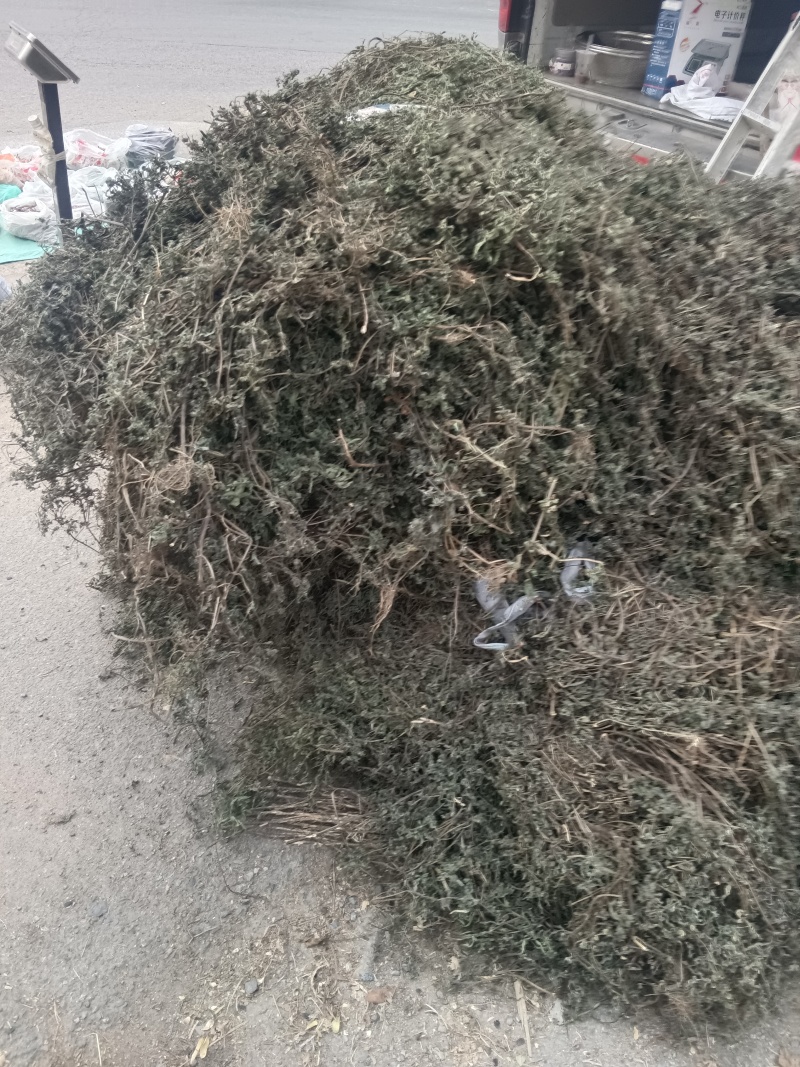 墨旱莲山东临沂联系电话***********