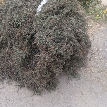 墨旱莲山东临沂联系电话***********