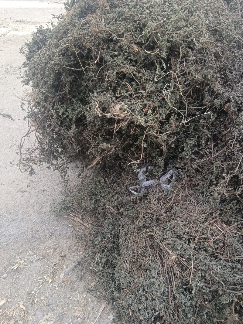 墨旱莲山东临沂联系电话***********
