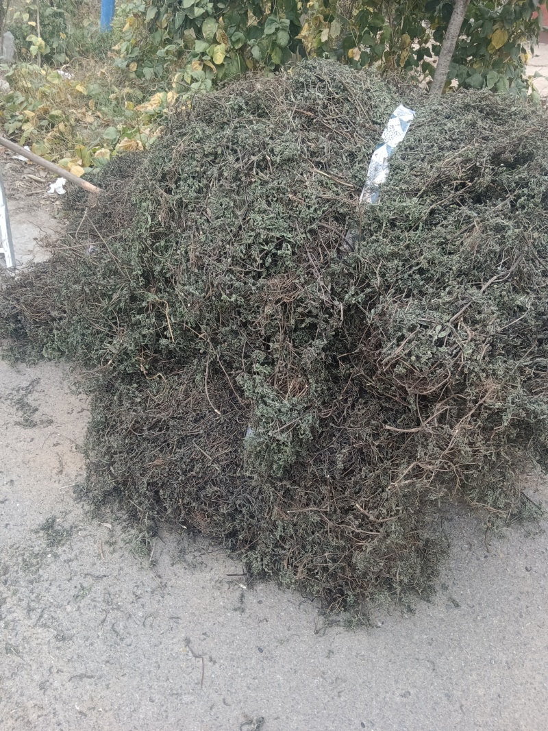 墨旱莲山东临沂联系电话***********