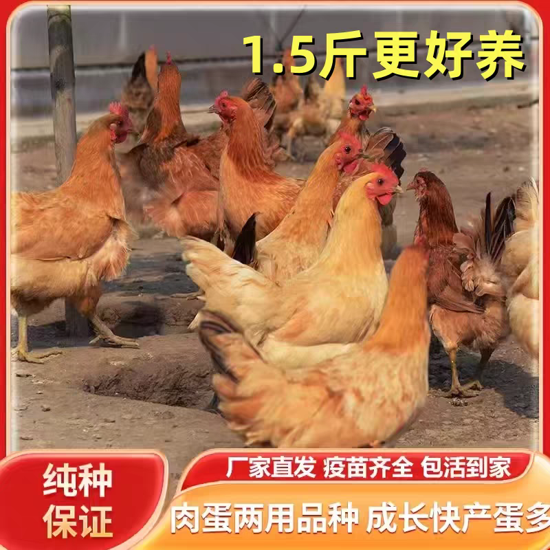 活鸡，大量现货供应需要的老板请电话联系品质保证