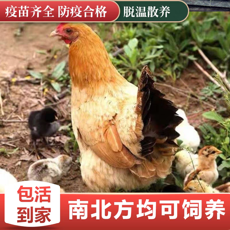 活鸡，大量现货供应需要的老板请电话联系品质保证