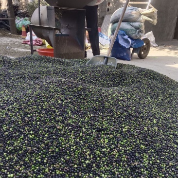 麦冬种孑有想要的连系电话***********