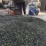 麦冬种孑有想要的连系电话***********