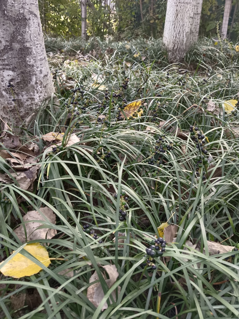 麦冬种孑有想要的连系电话***********