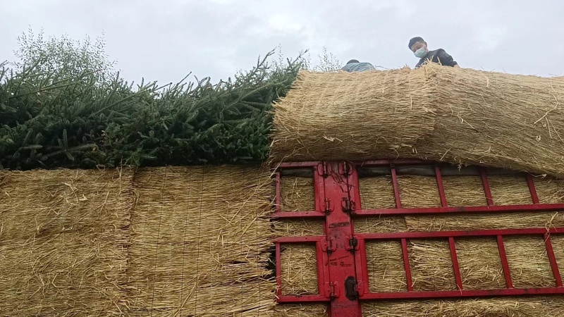 甘肃精品云杉各种规格齐全品质保证对接绿化