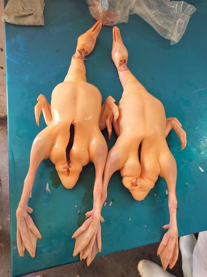 全鸭