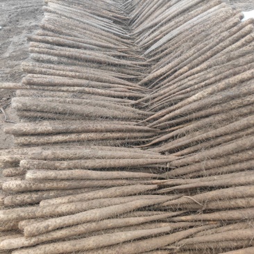 精品山精品山药大量上市，品种有双棒山药，麻山药，