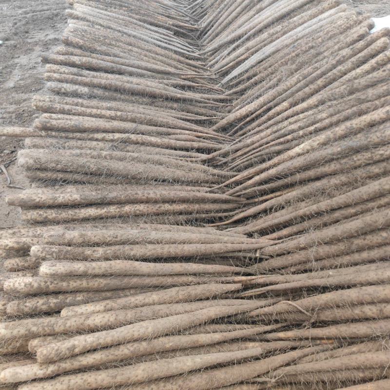 精品山精品山药大量上市，品种有双棒山药，麻山药，