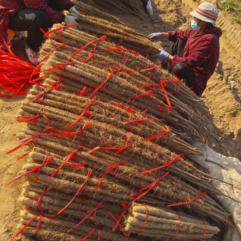 灵宝铁棍山药量特别大
