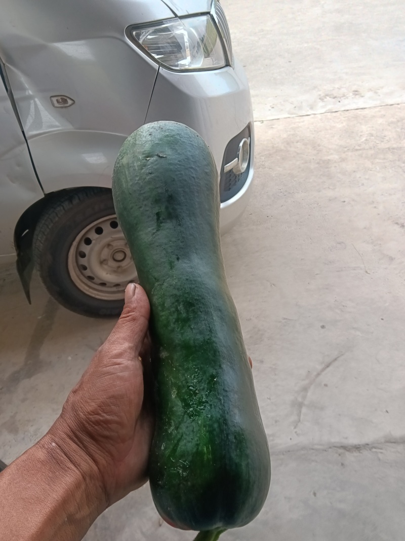青南瓜