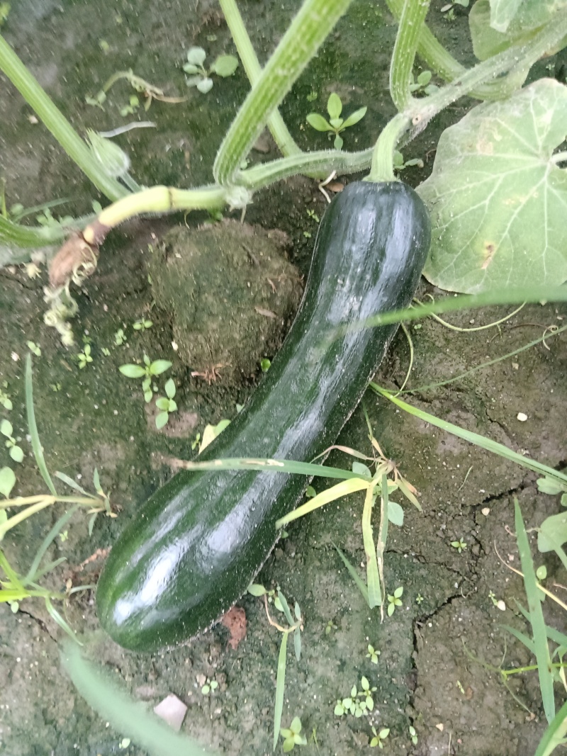 青南瓜