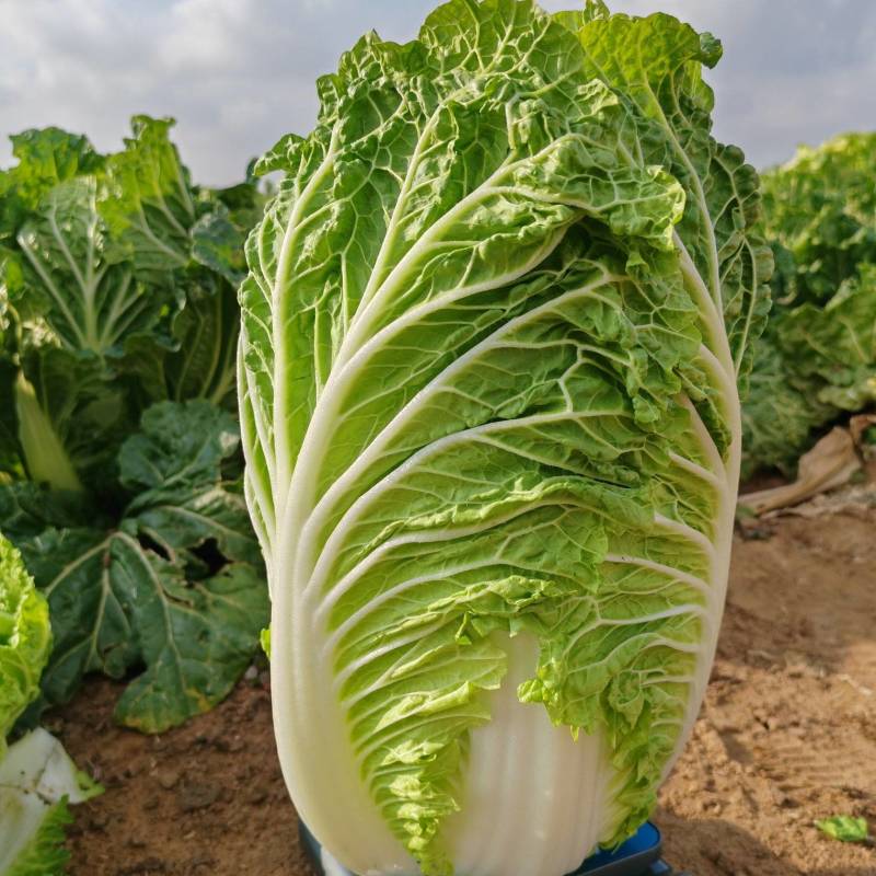 大白菜黄心白菜