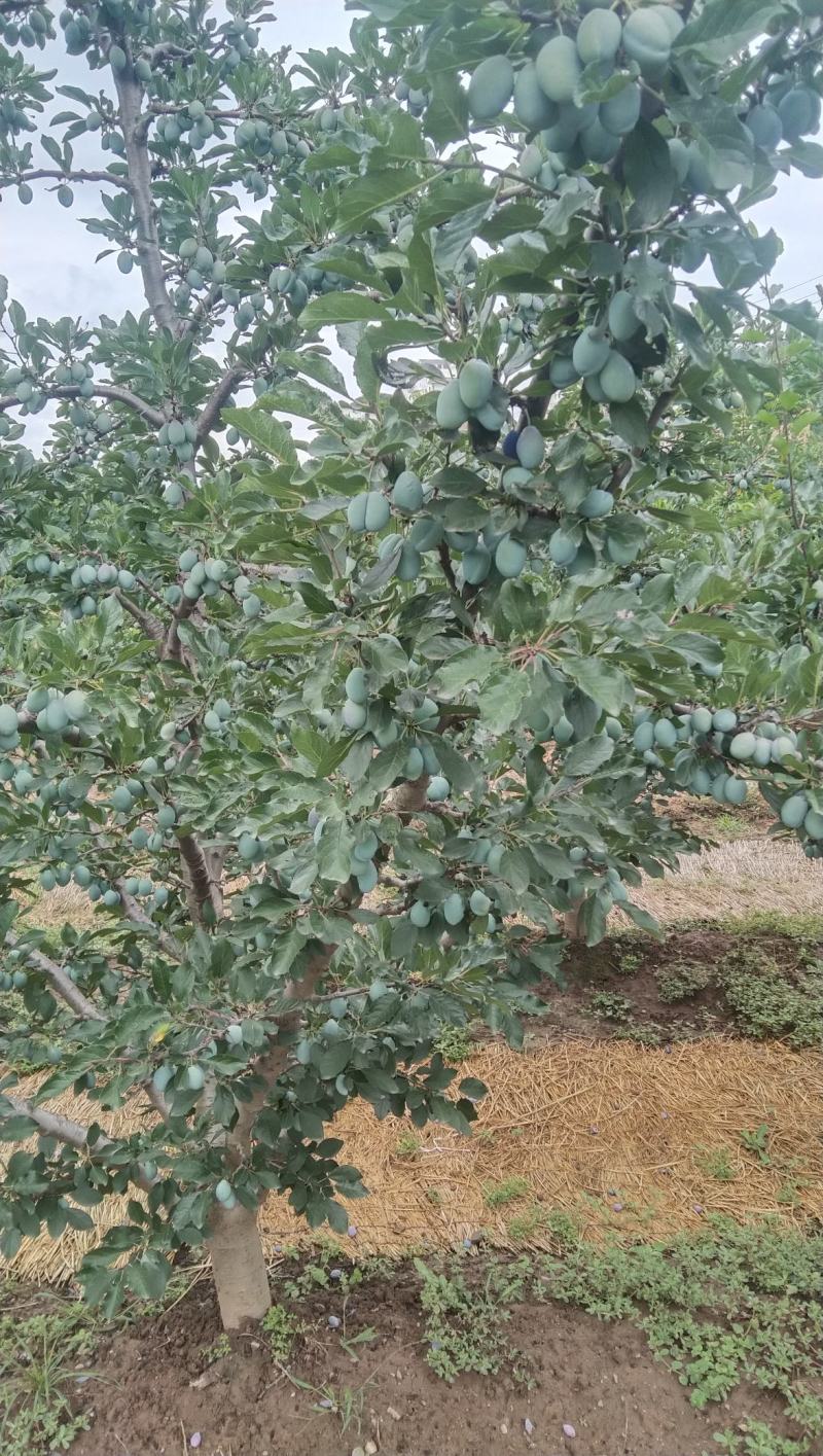 西梅树苗木大量现货成活率高提供技术指导欢迎咨询合作