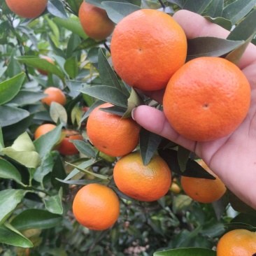 东方红，大量有货需要的老板来私聊