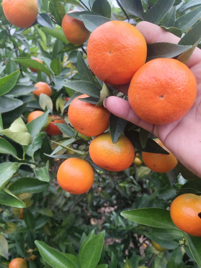 东方红，大量有货需要的老板来私聊
