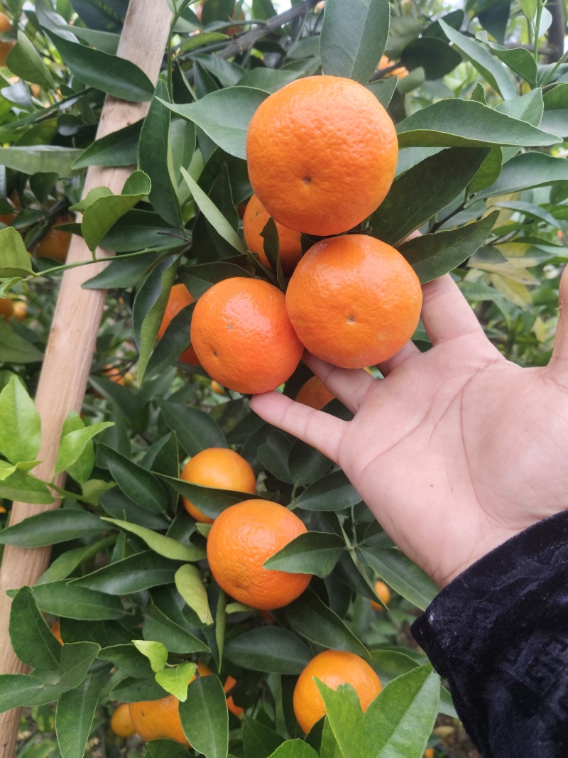东方红，大量有货需要的老板来私聊