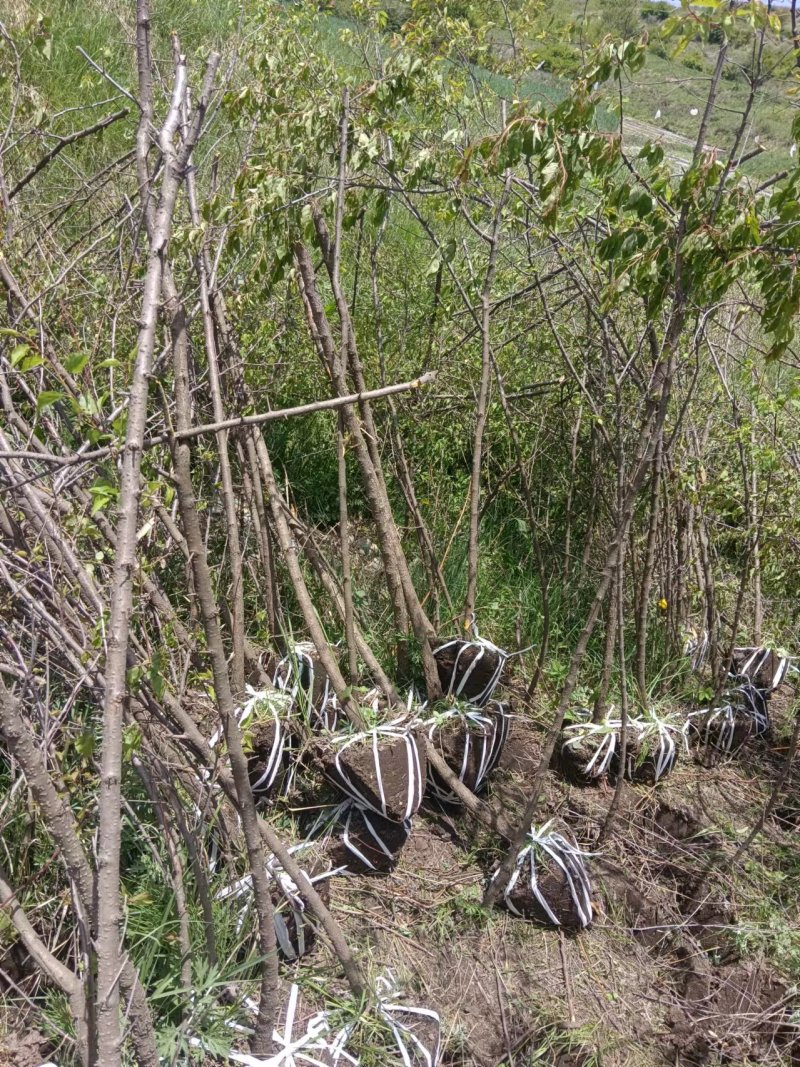 甘肃产地供货山杏苗大量有货对接园林绿化价格优惠