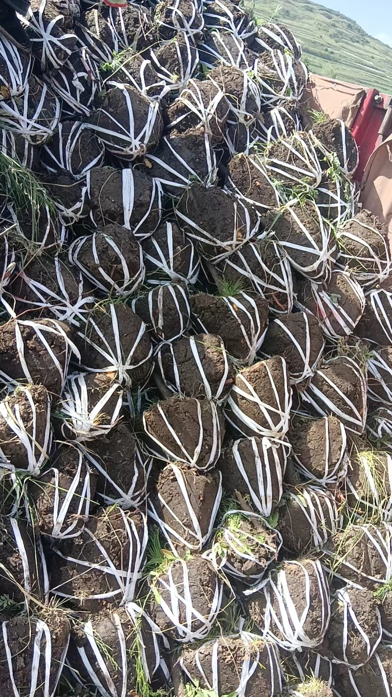 甘肃产地供货山杏苗大量有货对接园林绿化价格优惠