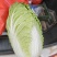 大白菜黄心白菜