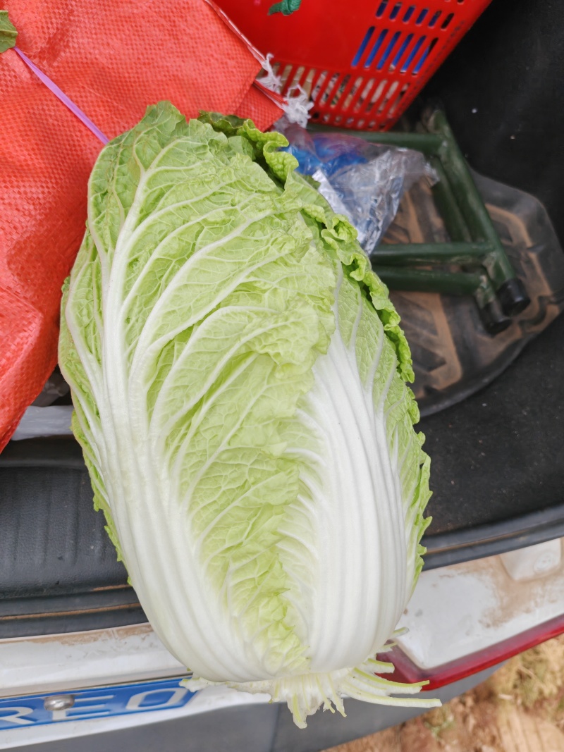 大白菜黄心白菜