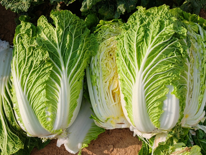 大白菜黄心白菜