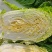 大白菜黄心白菜