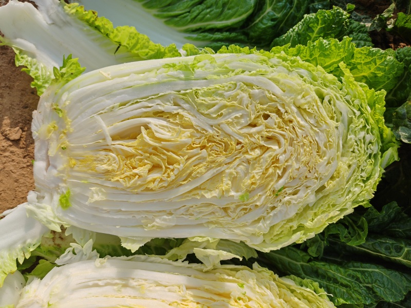 大白菜黄心白菜