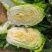 大白菜黄心白菜