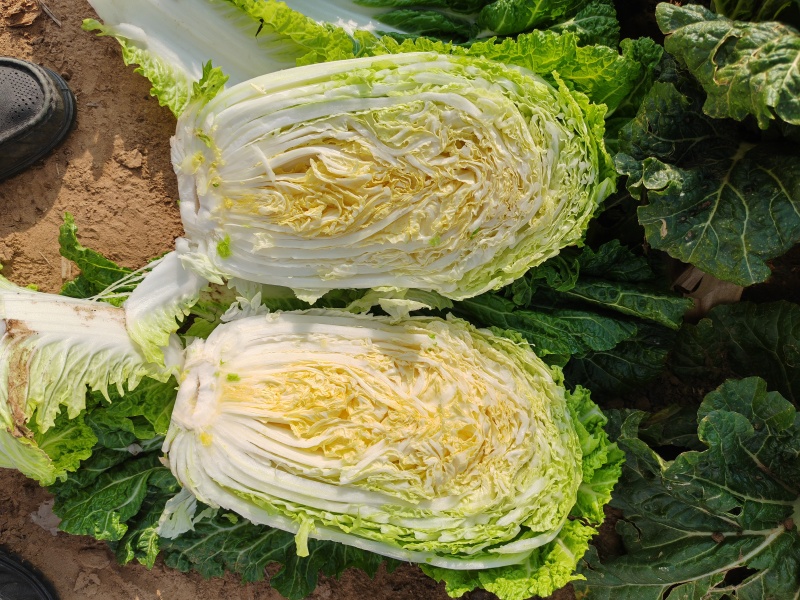 大白菜黄心白菜