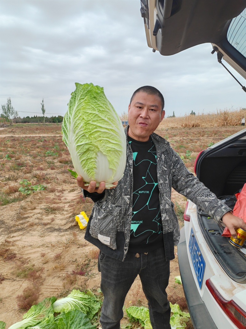 大白菜黄心白菜