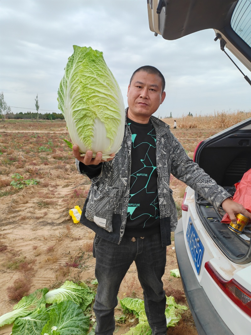 大白菜黄心白菜