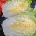 大白菜黄心白菜