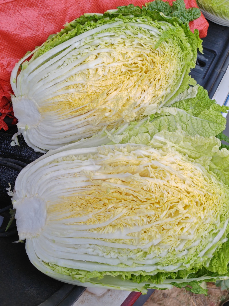 大白菜黄心白菜