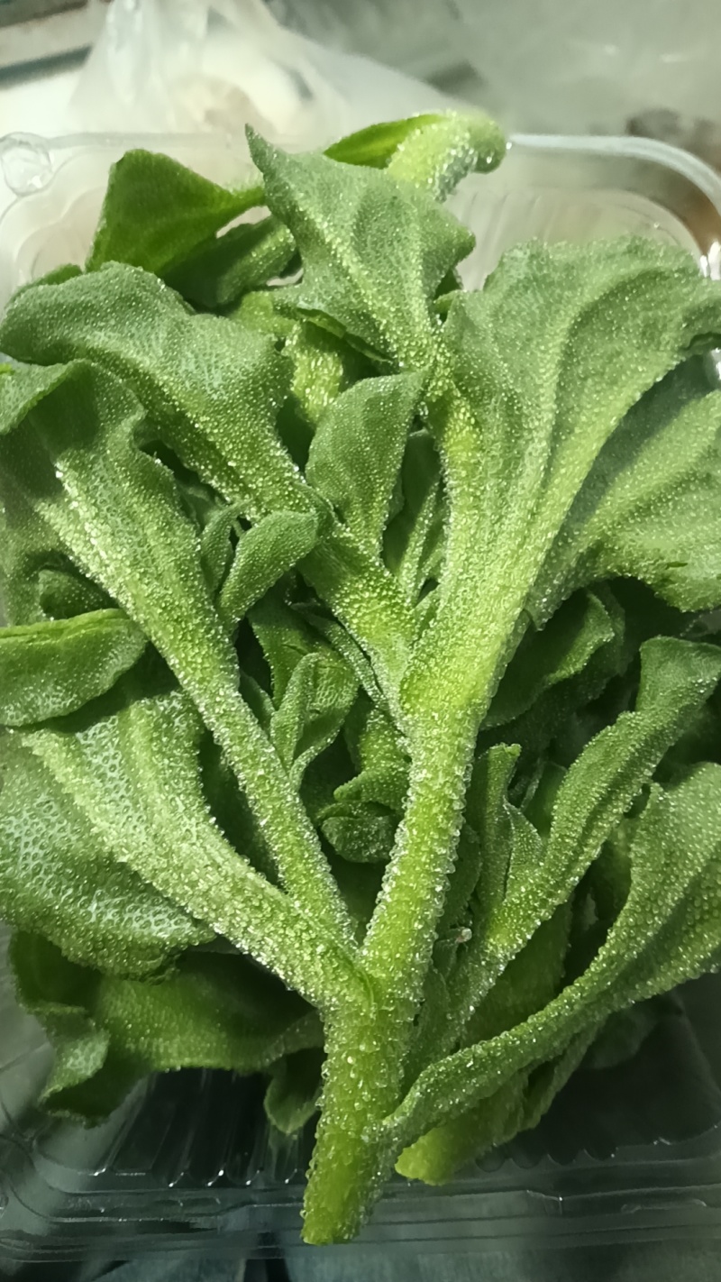 精品头茬冰草，冰菜