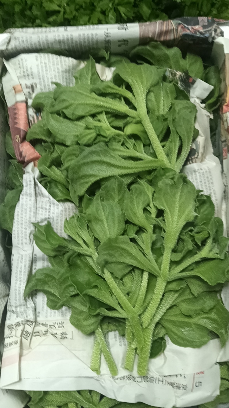 精品头茬冰草，冰菜